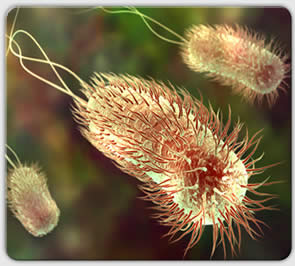 e-coli bakterier, den vanligste bakterien i tykktarmen hos mennesker.